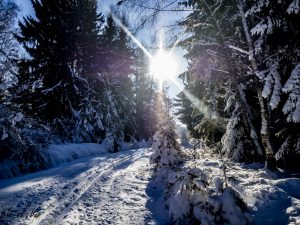Read more about the article Winterspaziergang in Gelenberg – Eifel